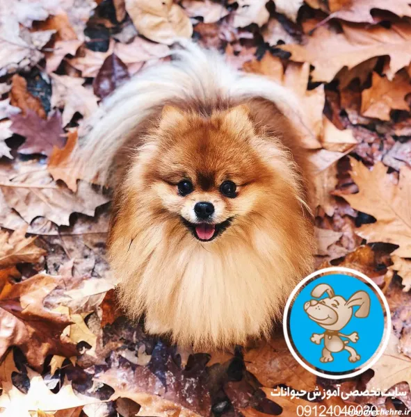  44 عکس سگ رنگی