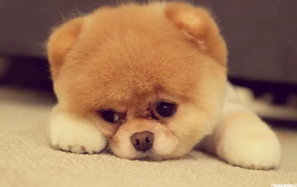  44 عکس سگ رنگی