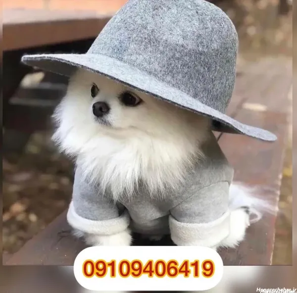  44 عکس سگ رنگی