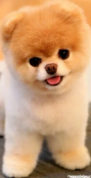  44 عکس سگ رنگی