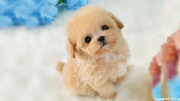  44 عکس سگ رنگی