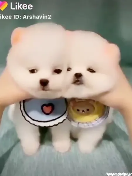  44 عکس سگ رنگی