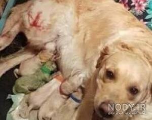 عکس سگ رنگین کمانی