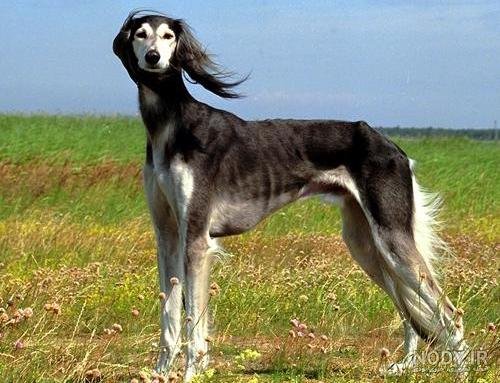  عکس سگ رنگین کمانی