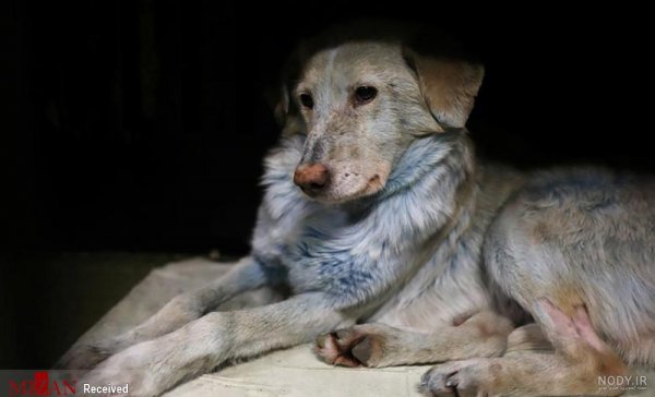  عکس سگ رنگین کمانی