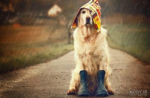  عکس سگ رنگین کمانی