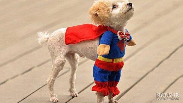  عکس سگ رنگین کمانی