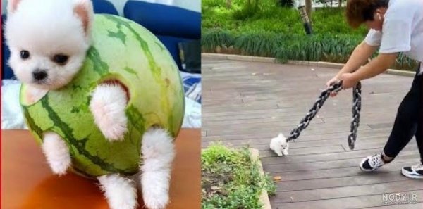  عکس سگ رنگین کمانی