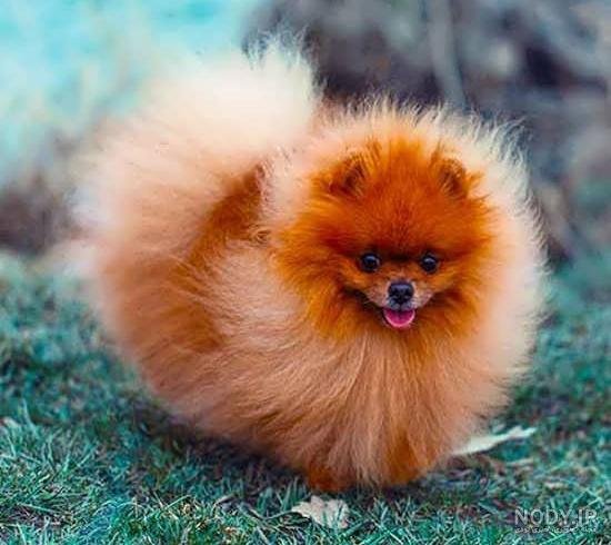  عکس سگ رنگین کمانی