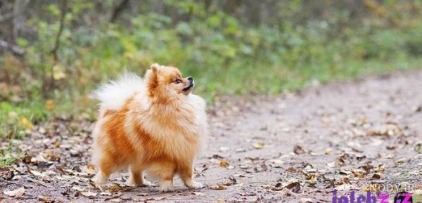  عکس سگ رنگین کمانی