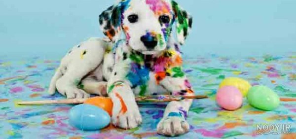  عکس سگ رنگین کمانی