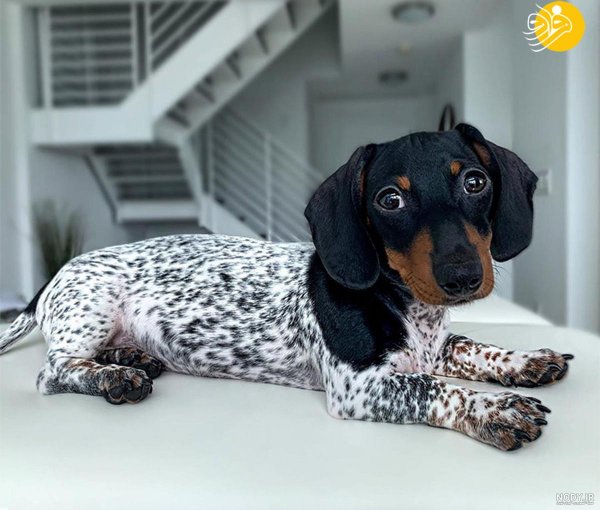  عکس سگ رنگین کمانی