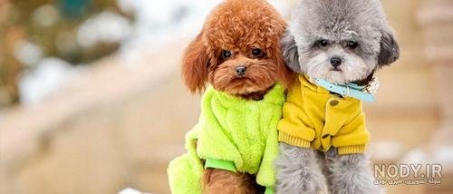  عکس سگ رنگین کمانی