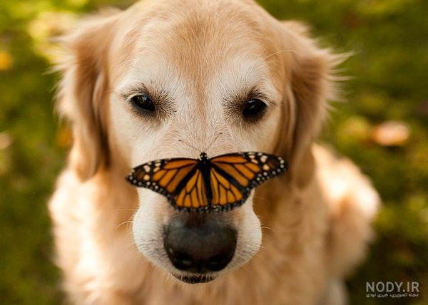  عکس سگ رنگین کمانی