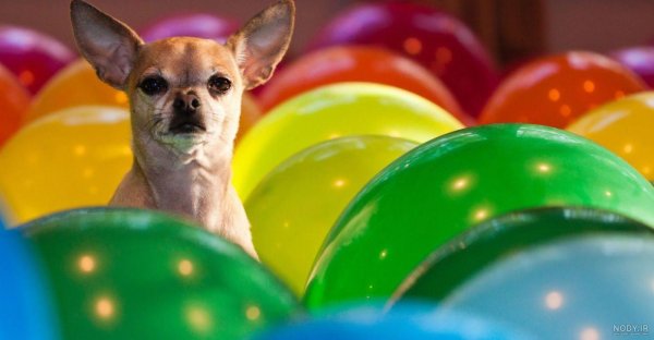  عکس سگ رنگین کمانی