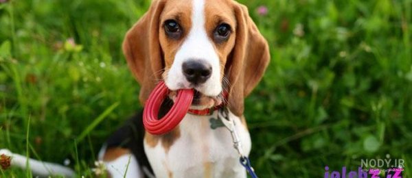  عکس سگ رنگین کمانی