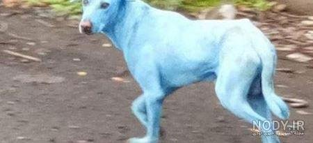  عکس سگ رنگین کمانی