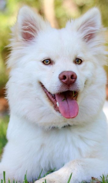  عکس سگ رنگین کمانی