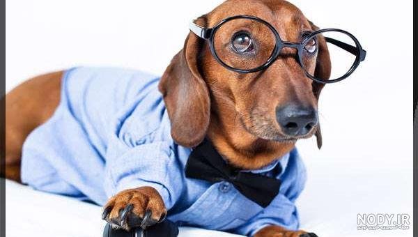  عکس سگ رنگین کمانی