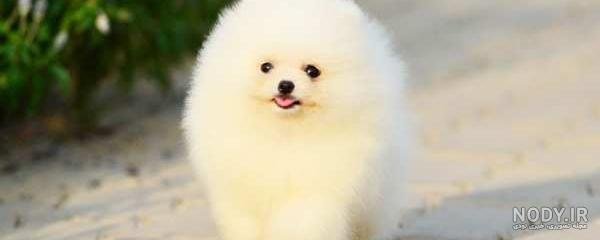  عکس سگ رنگین کمانی