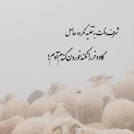  عکس های تیکه دار