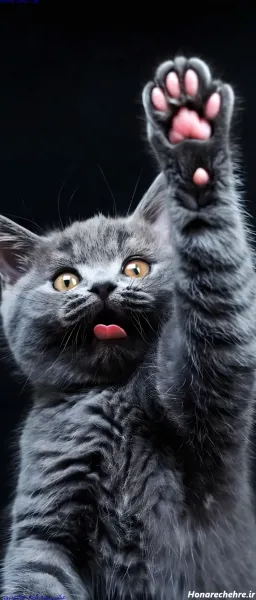  78 عکس بچه خوشگل چشم رنگی دختر