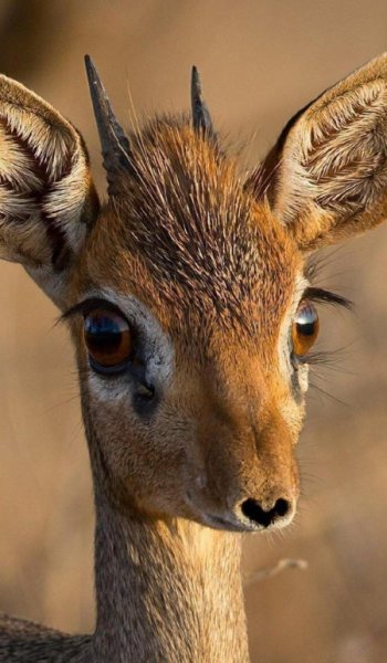  عکس های ادبی