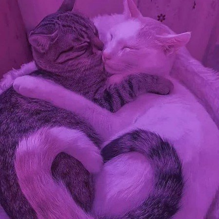  عکس های عاشقانه گلچین