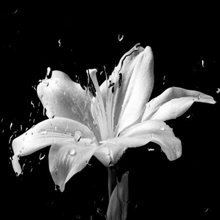  عکس های دارک طبیعت