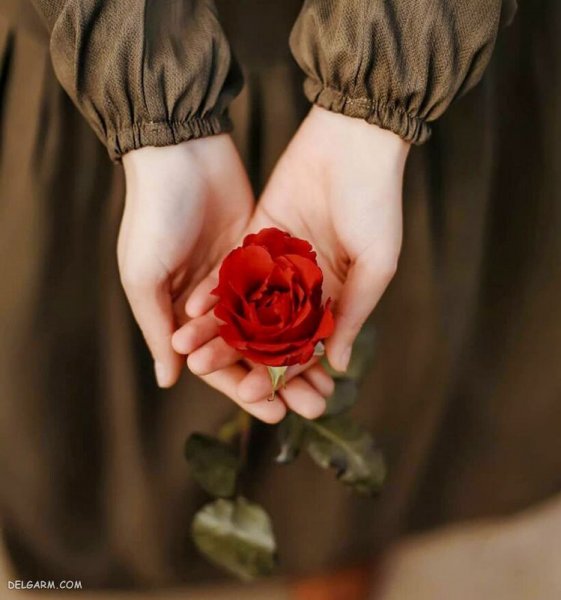  عکس دست تکی