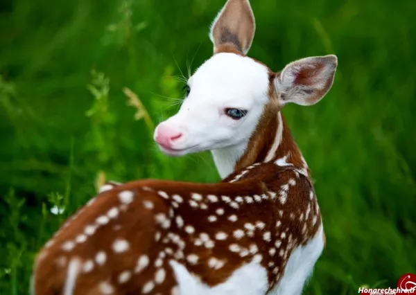  عکس چشم آهویی