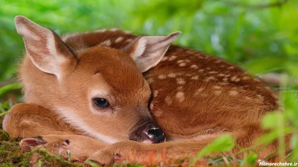  عکس چشم آهویی