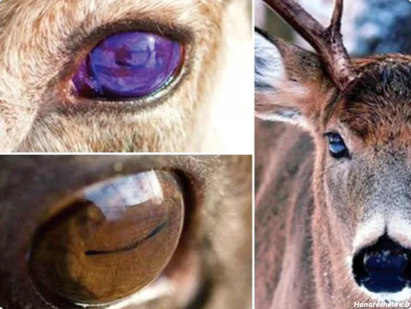  عکس چشم آهویی