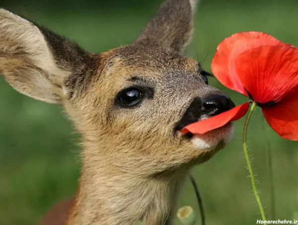  عکس چشم آهویی