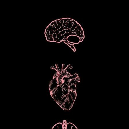  عکس های مغز