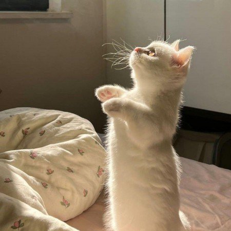  عکس های حیوانات