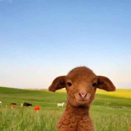  عکس های حیوانات