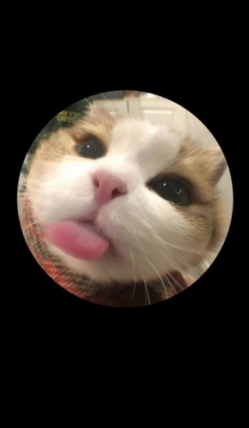  عکس های حیوانات