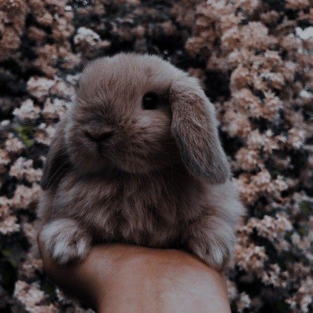  عکس های حیوانات