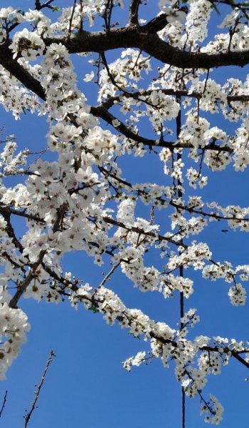  عکس های استوری طبیعت