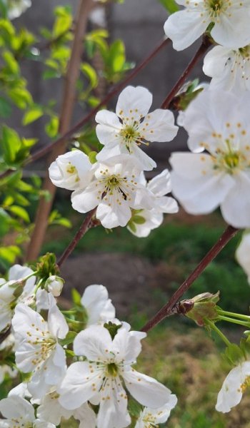  عکس های استوری طبیعت