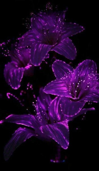  عکس گنگ دخترونه بنفش