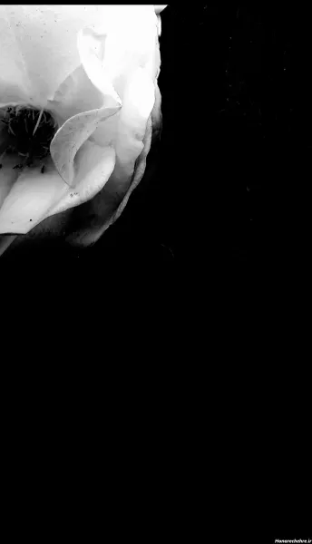  پروفایل مشکی ساده