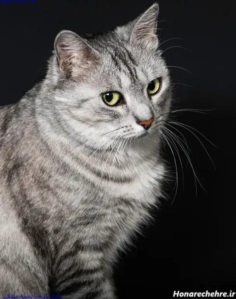  پروفایل مشکی ساده