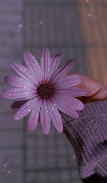  بک گراند بنفش اکلیلی