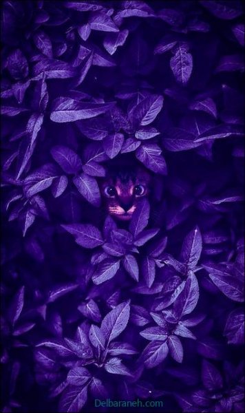  بک گراند بنفش پاستلی ساده