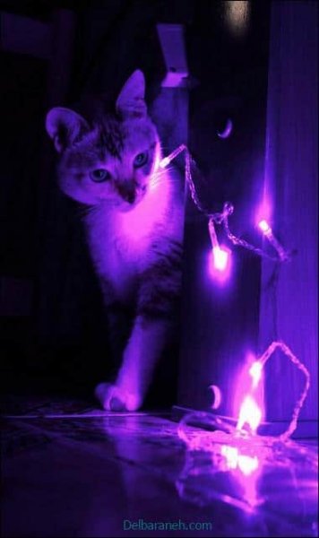  بک گراند بنفش پاستلی ساده