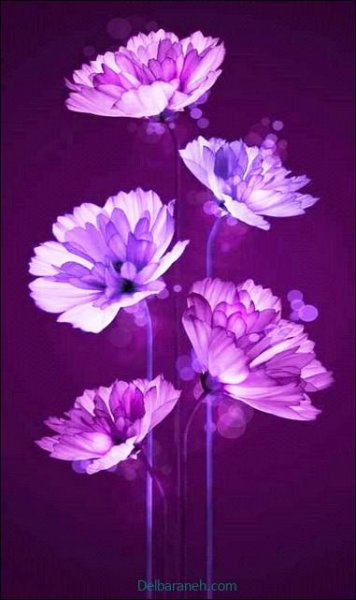  بک گراند بنفش پاستلی ساده