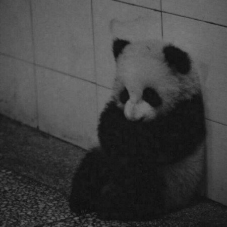  پروف دارک پینترست