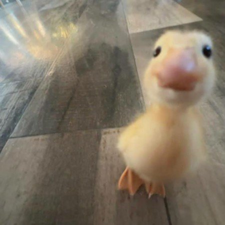  عکس های کیوت برای پروفایل